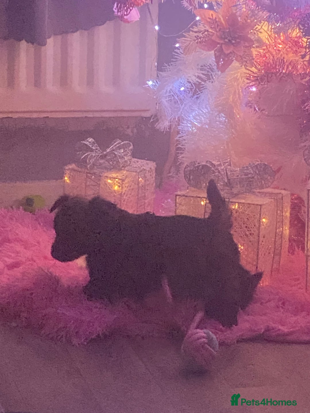 Mixed Breed dogs for sale: adorable puppies are now ready for new homes - Advert 11