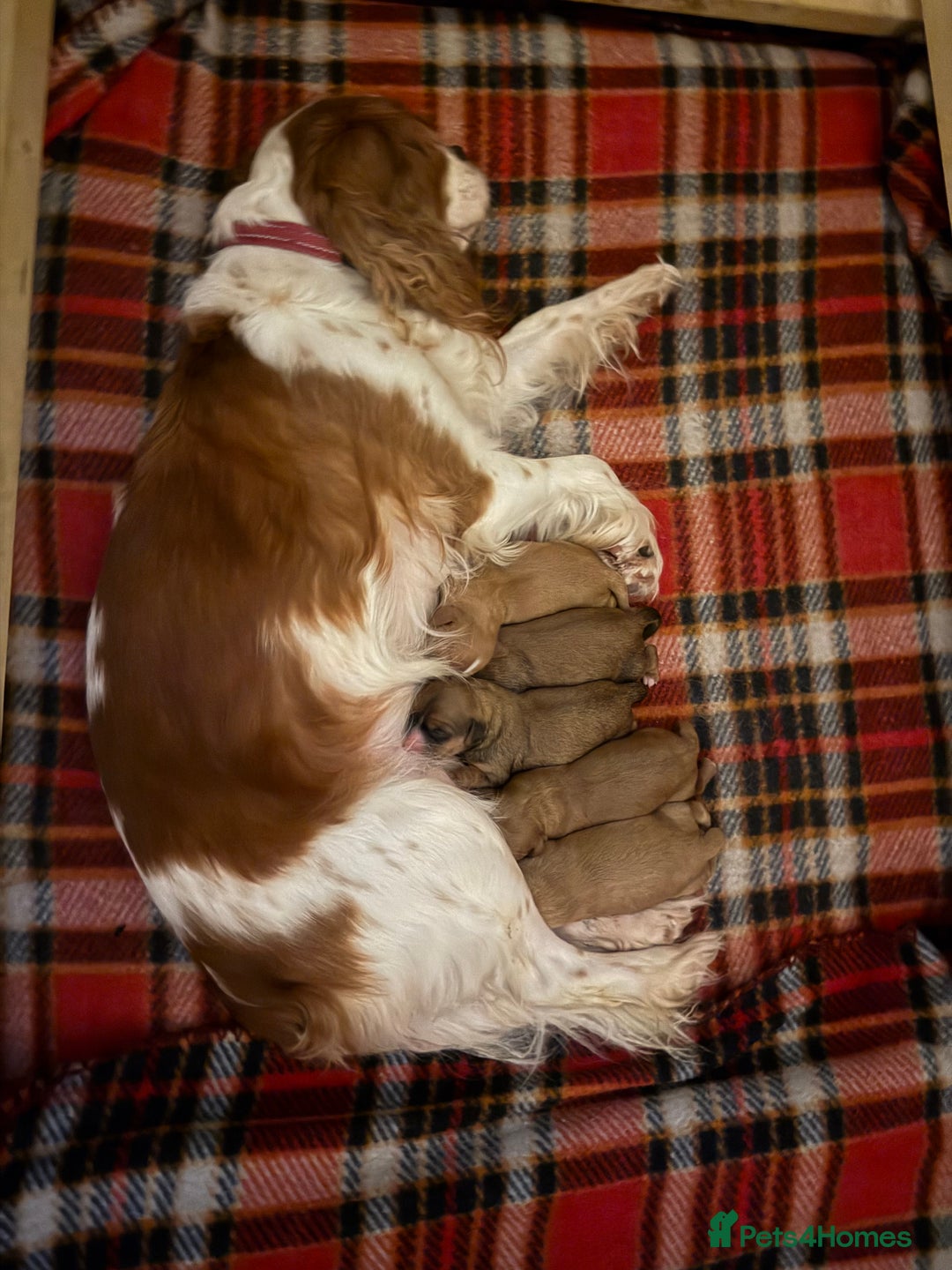 Cavapoo dogs for sale: Gorgeous Cavapoo Puppies  - Advert 4