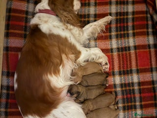 Cavapoo dogs Gorgeous Cavapoo Puppies - Advert 3