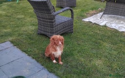 Cavachon dogs for sale: Golden Female cavachon  - Advert 1