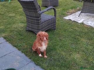 Cavachon dogs for sale: Golden Female cavachon - Advert 1