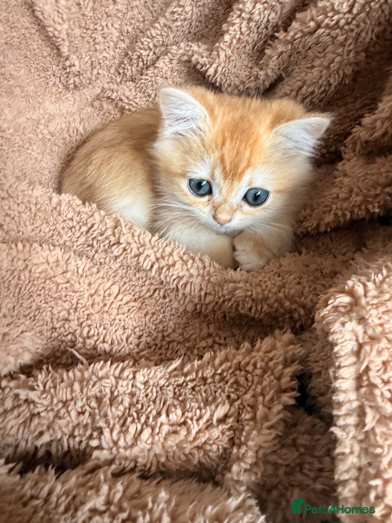 British Shorthair cats 🧡BSH Gold chinchilla one boy leftb - Advert 2