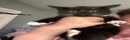 Mixed Breed cats for sale: Kittens ready for there forever homes  - Advert 4