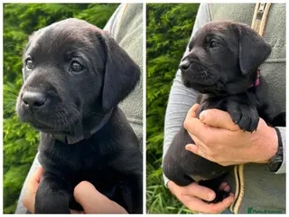 Labrador Retriever dogs KC Black Labrador puppy's - Advert 10