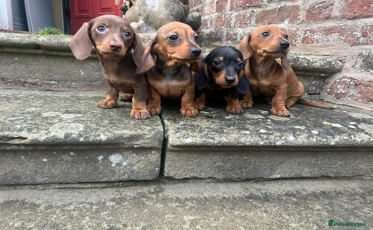 Miniature Dachshund dogs - Advert 1