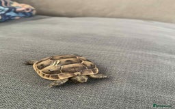 Tortoise reptiles for sale: Tortoises for sale  - Image 2
