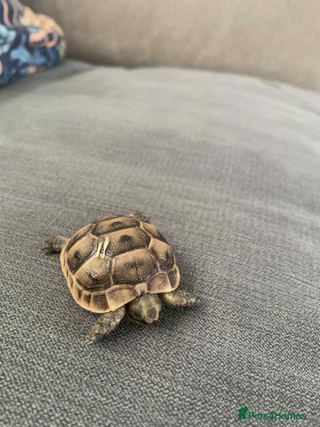 Tortoise reptiles for sale: Tortoises for sale  - Image 2