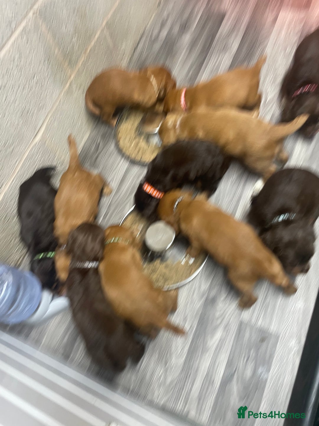 Cocker Spaniel dogs for sale: Make Working cocker spaniel puppies  - Image 9
