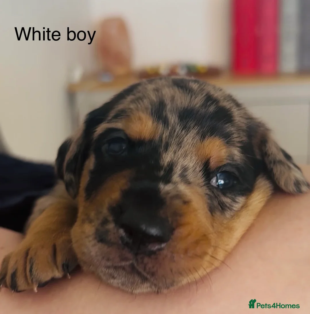 Mixed Breed dogs for sale: Doberman puppy 1 boy left ready now  - Advert 19