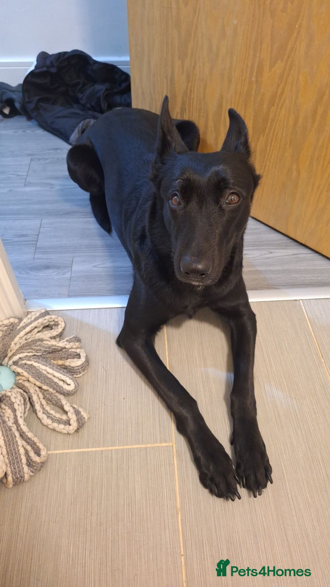 Belgian Shepherd Dog dogs for sale: Black Belgium malanois - Advert 4