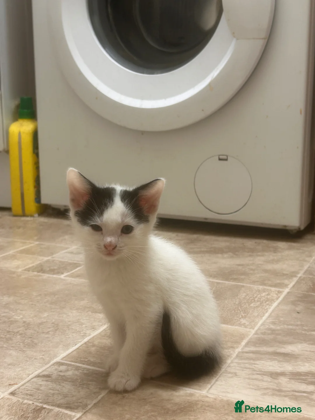 Mixed Breed cats for sale: 5 black and white kittens, all cute  - Advert 2