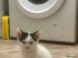 Mixed Breed cats 5 black and white kittens, all cute - Advert 11