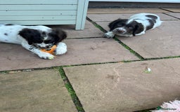 English Springer Spaniel dogs for sale: Superb DNA KC Champion Bred Working Springer Pups - Image 34