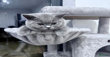 British Shorthair cats British Blue Short Hair Pedigree Champion  - Advert 5