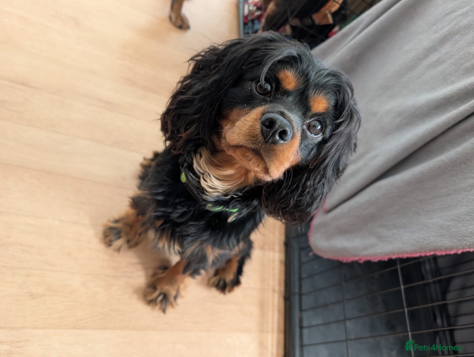 Cavalier King Charles Spaniel dogs Rocco for Stud - Advert 2