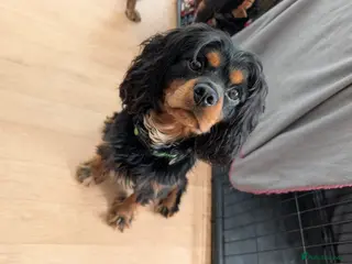 Cavalier King Charles Spaniel dogs Rocco for Stud - Advert 2