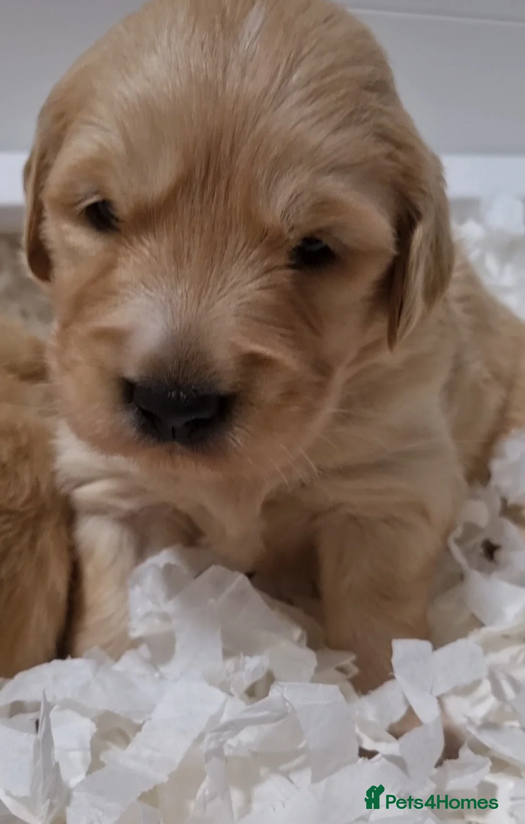 Golden Retriever dogs for sale: KC GOLDEN RETRIEVER PUPPIES  - Advert 4