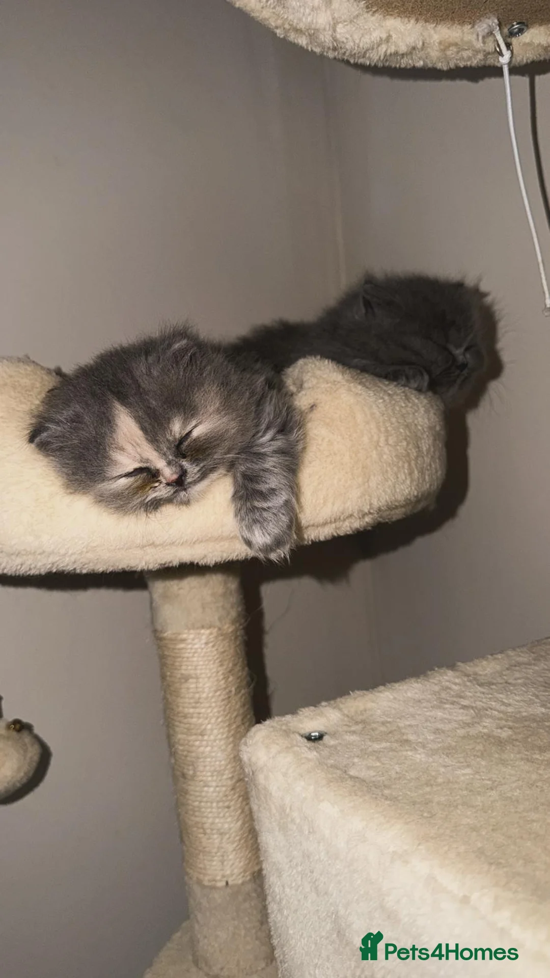 British Longhair cats for sale: 2 Beautiful British long haired kittens - Advert 2