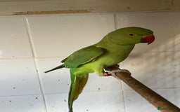Parrots birds for sale: LOOK! BIRDS/PARAKEETS/PARROTS AVAILABLE  - Image 11