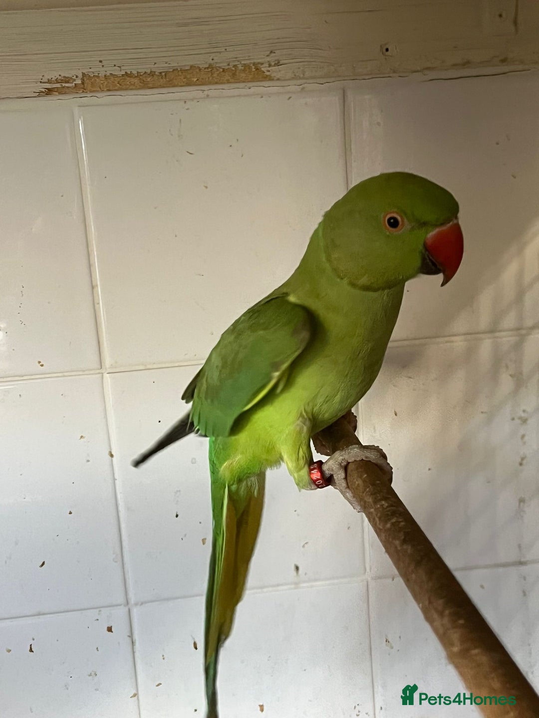 Parrots birds for sale: LOOK! BIRDS/PARAKEETS/PARROTS AVAILABLE  - Image 11