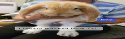 French Lop rabbits for sale: Pure Bred French Lop babies  - Advert 2