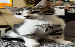 Domestic Shorthair cats for sale: Beautiful kittens for sale £50 each - Image 4