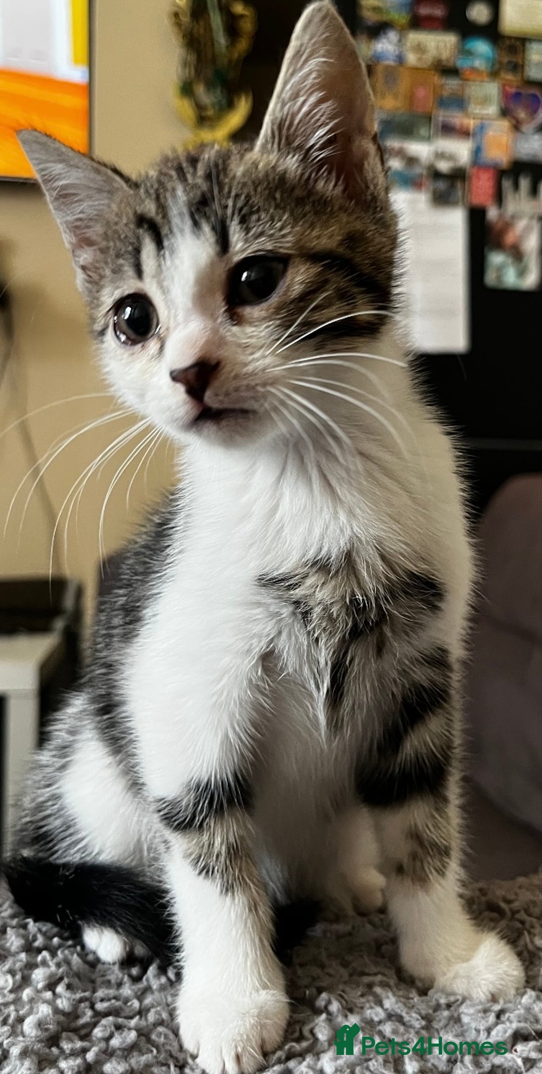 Domestic Shorthair cats for sale: Beautiful kittens for sale £50 each - Image 4