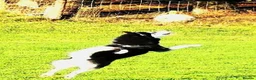 Siberian Husky dogs for stud: Siberian husky for stud in Kinross - Advert 4