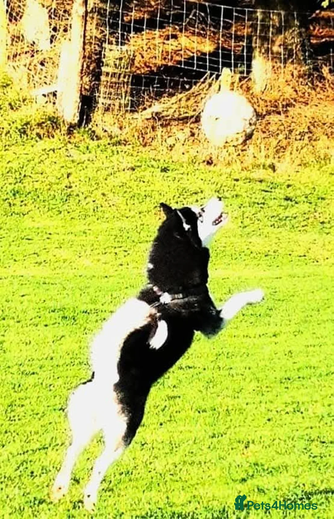 Siberian Husky dogs for stud: Siberian husky for stud in Kinross - Advert 4
