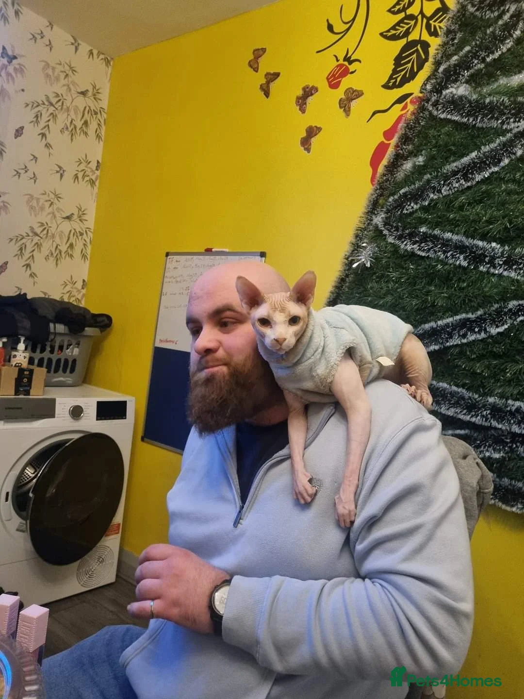 Sphynx cats for stud: Beautiful strong sphynx boy in Dewsbury - Advert 2