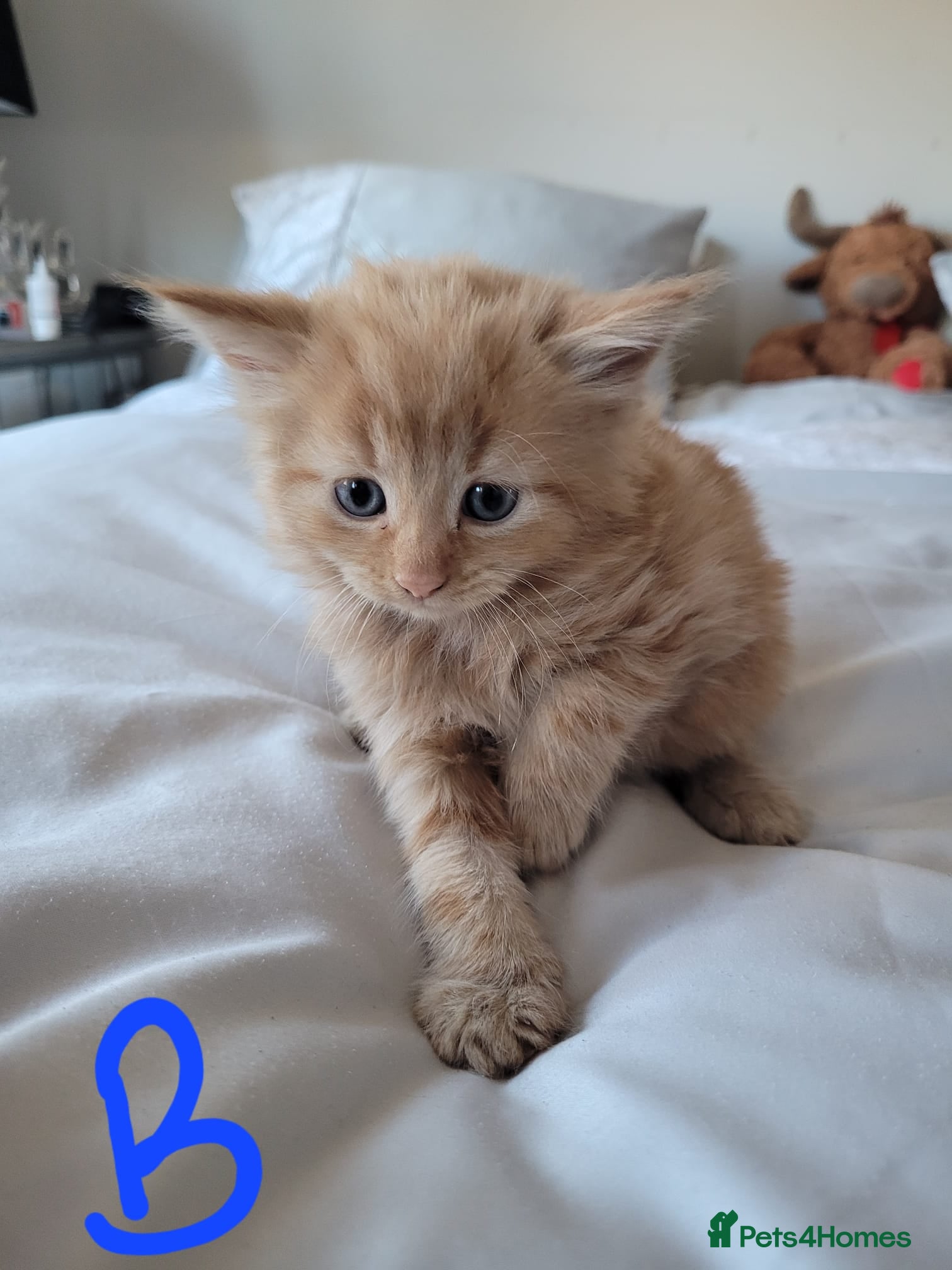 British Shorthair cats for sale: Ready NOW 🐾  Beautiful, Well-Loved Kittens  - Advert 1