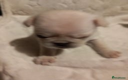Pug dogs for sale: Stunning white pugs  - Image 1