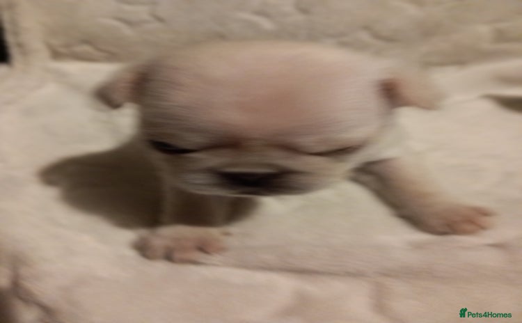 Pug dogs - Advert 1
