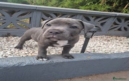 Staffordshire Bull Terrier dogs for sale: **Ready To Leave**KC Blues Champ Blood in Coventry - Image 28