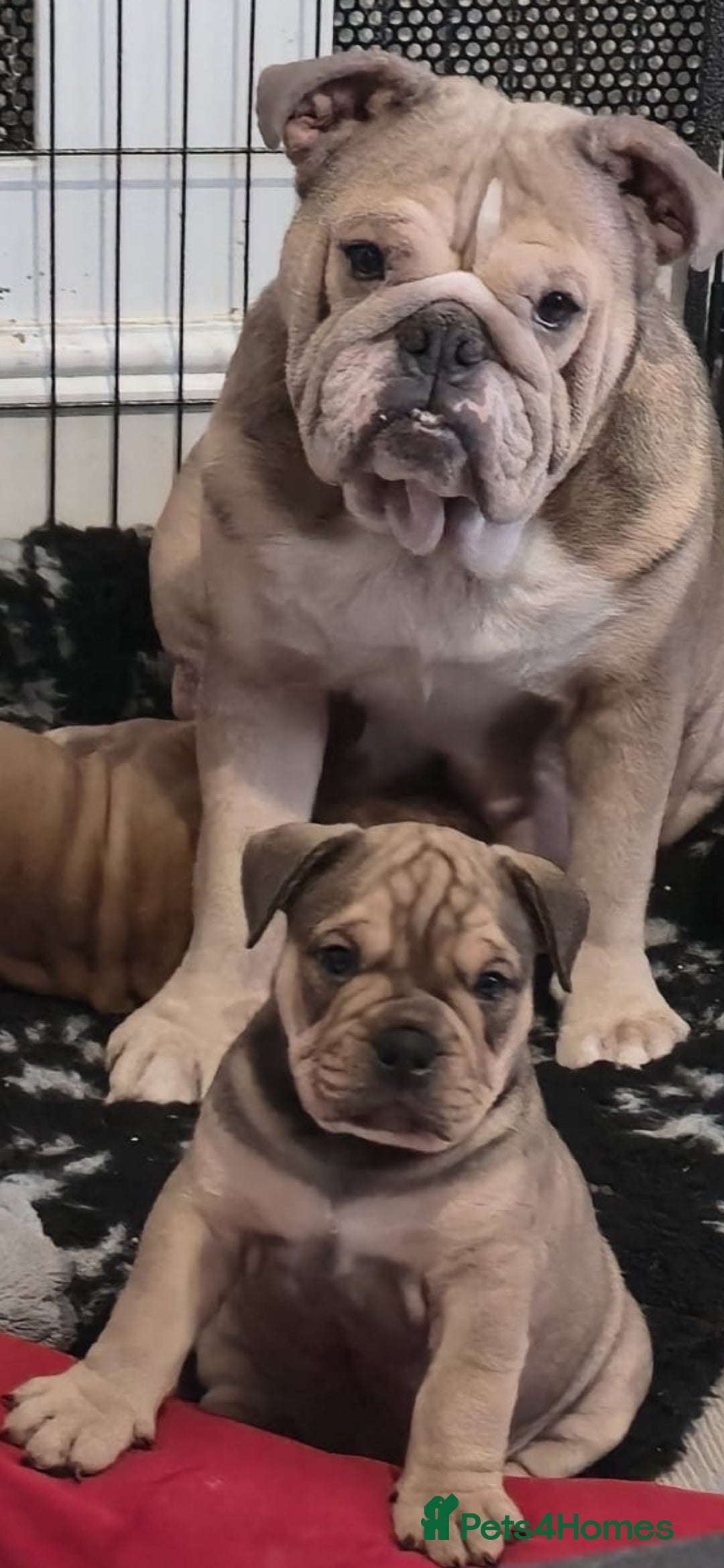 Mixed Breed dogs for sale: New england bulldogs  - Advert 4