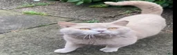 British Shorthair cats for sale: Gccf active lilac male needs a home - Advert 1