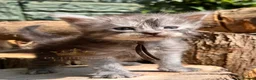 Maine Coon cats for sale: TICA registred Maine coon kittens. Rare colours  - Advert 17