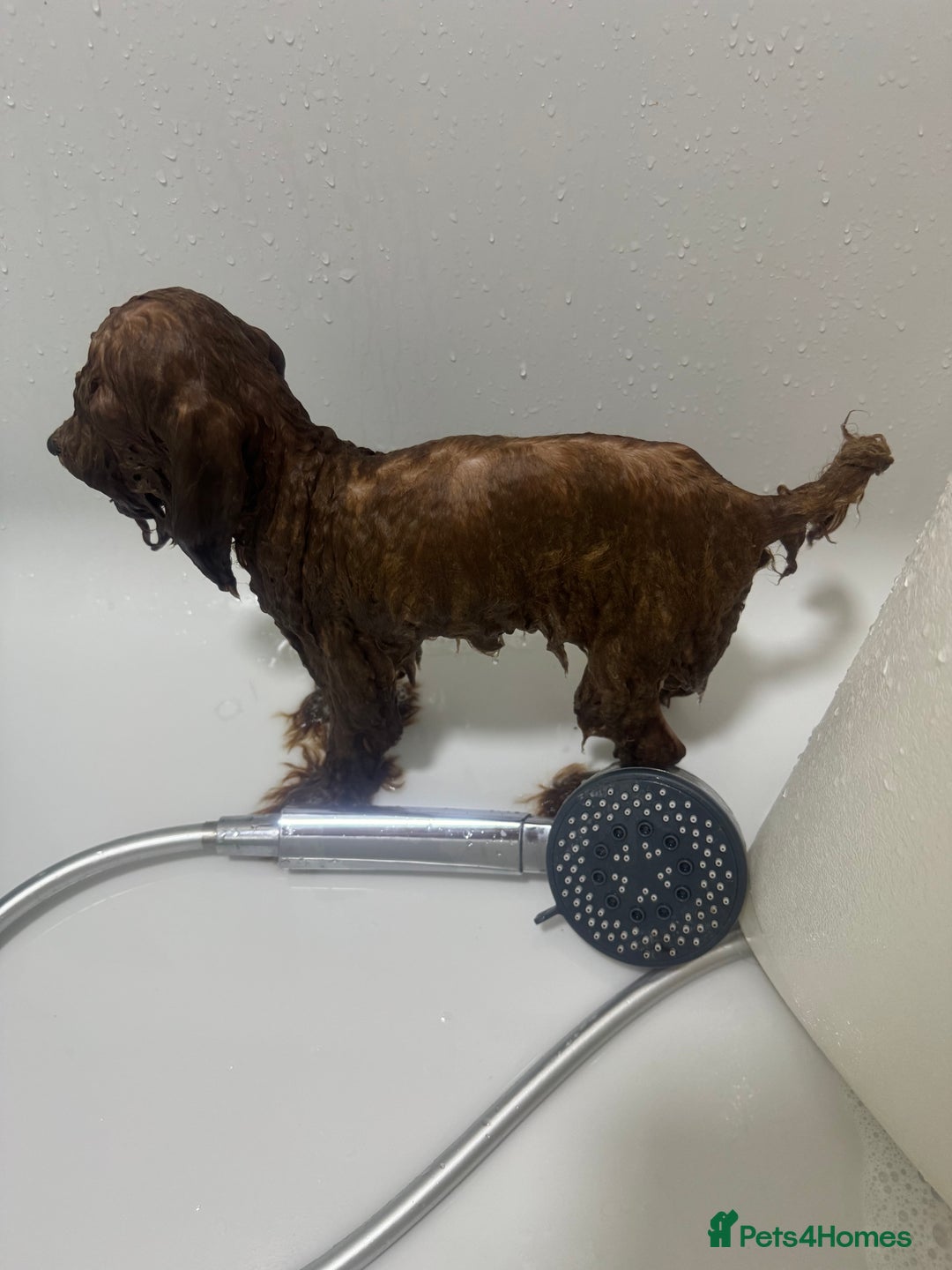 Toy Poodle dogs for sale: Asian toy poodle boy  - Image 5