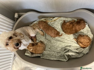 Cockapoo dogs for sale - Advert 1