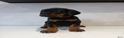 Dobermann dogs for sale: Ready to leave 6th of March  in Reading - Advert 5