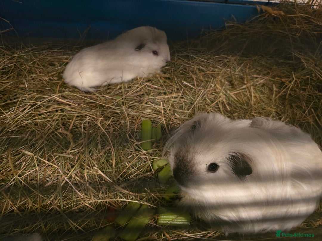 Guinea Pig rodents for sale: Male guinea pig silkie×swiss mix - Image 5