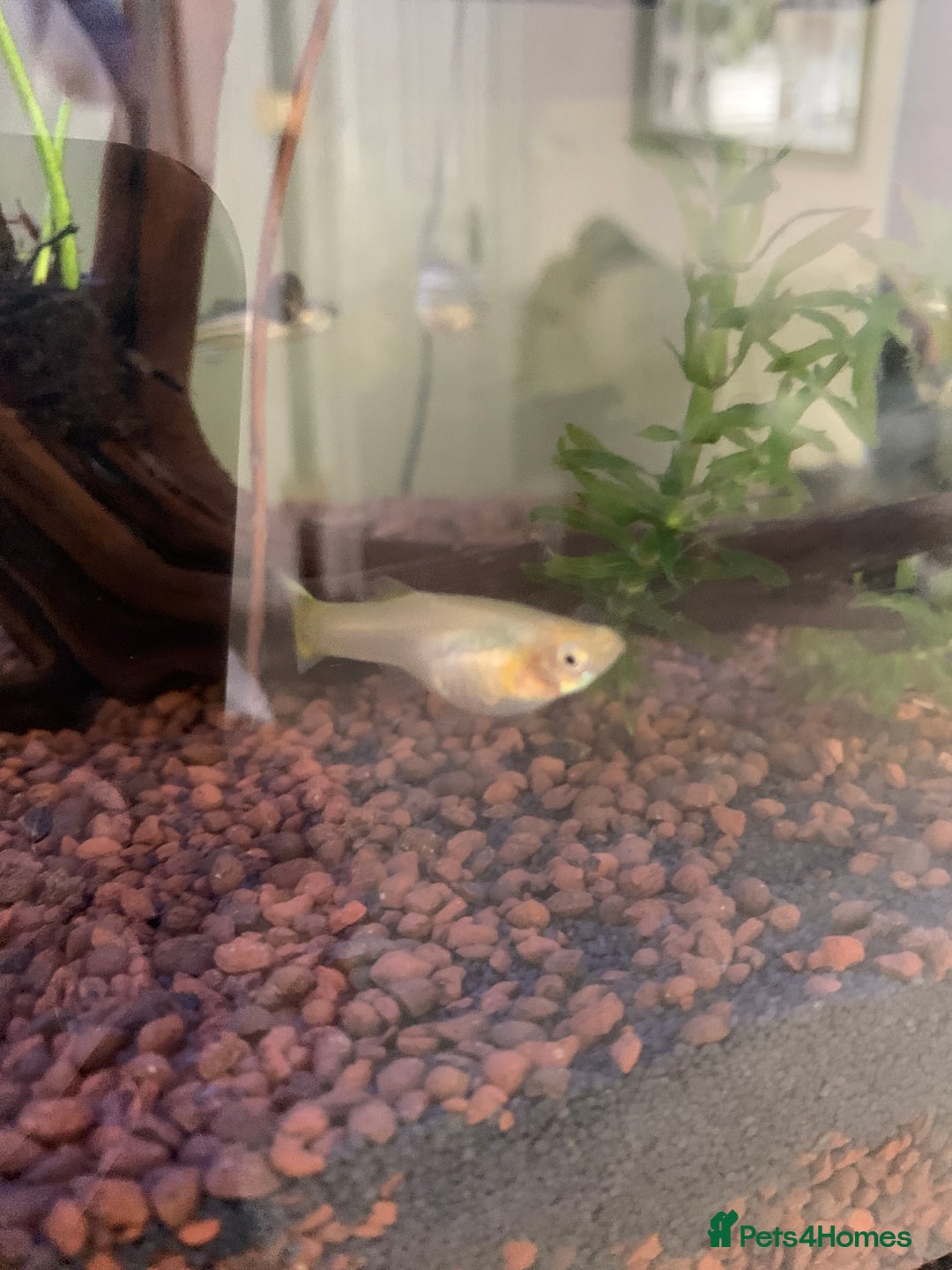 Live Bearers fish for sale: Female guppies (can be used for breeding) - Image 3