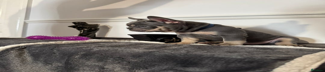 French Bulldog Puppy 1