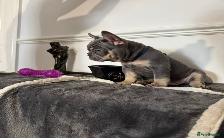 French Bulldog dogs - Advert 1