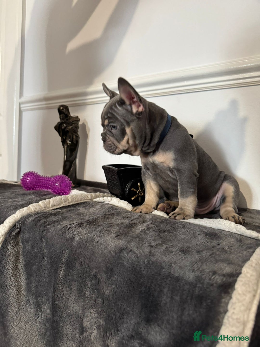 French Bulldog dogs for sale: Kc Registered 5 Generation Pedigree Quality  - Image 1