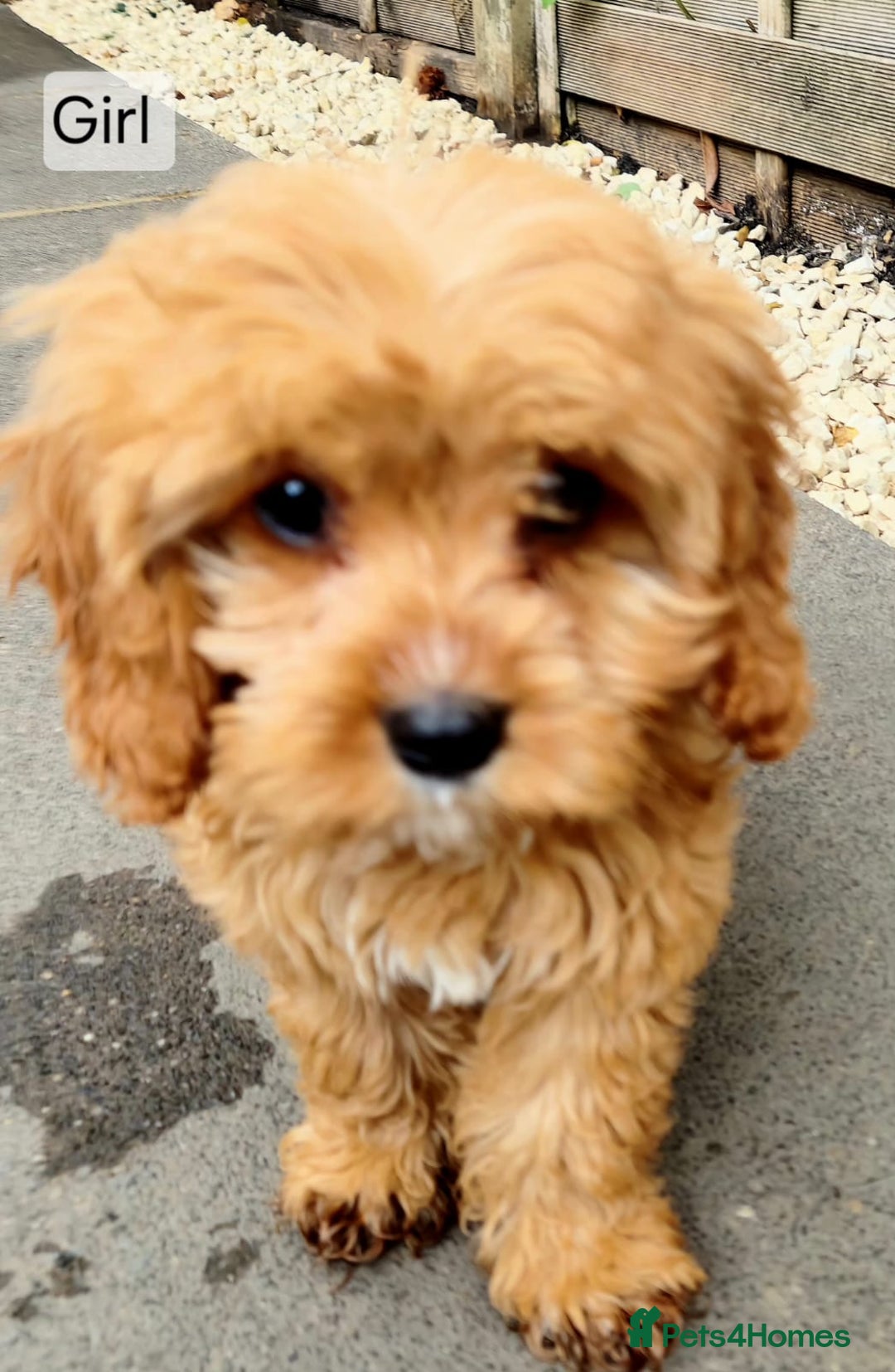 Cavapoo dogs for sale: Toy Cavapoo Puppies Looking for Forever Homes!! - Image 4