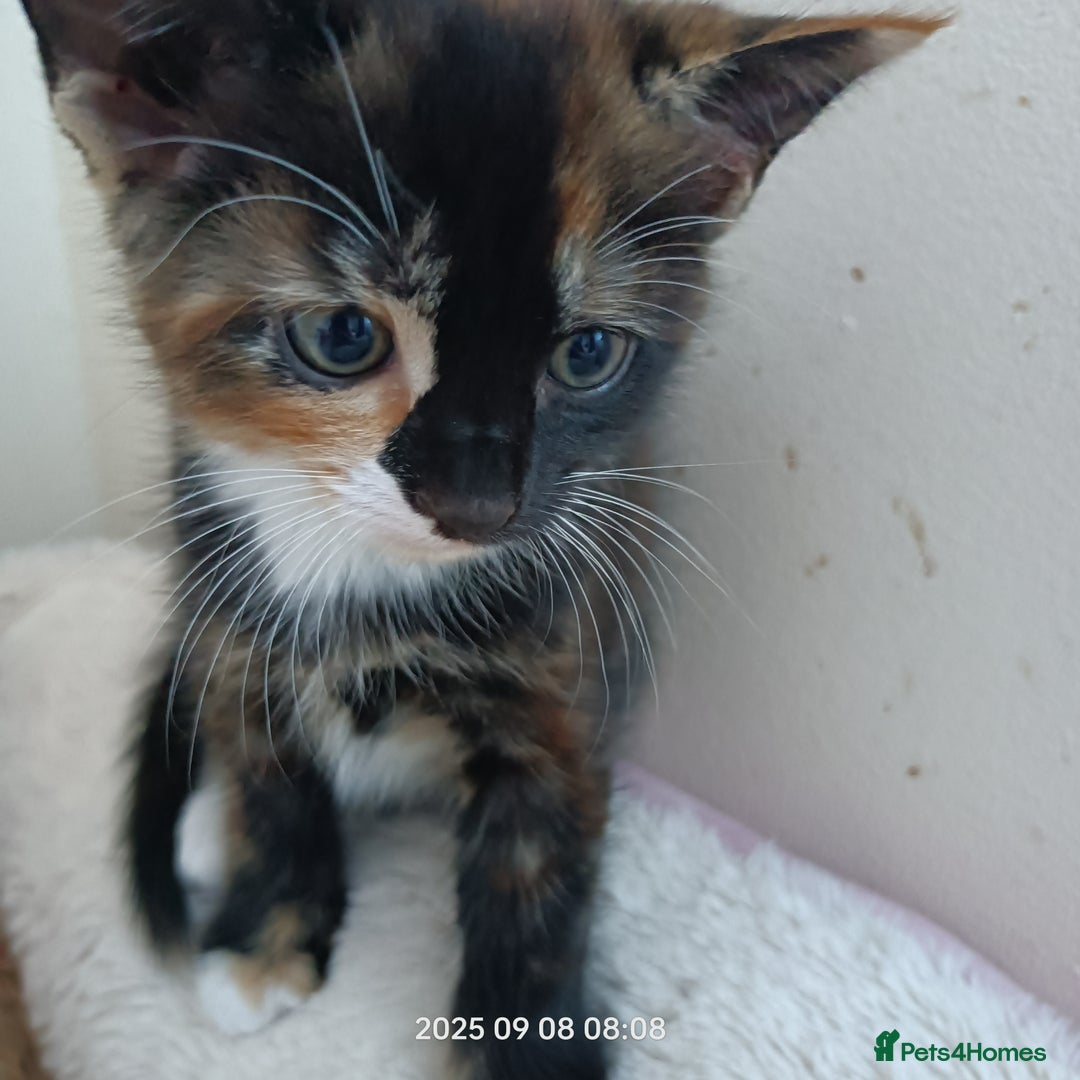 European cats for sale: Lovely kittens looking a new house - Image 6