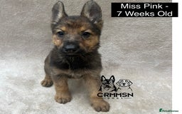 German Shepherd dogs for sale: Exceptional KC Reg Czech Line German Shepherd Pups in Nottingham - Image 10
