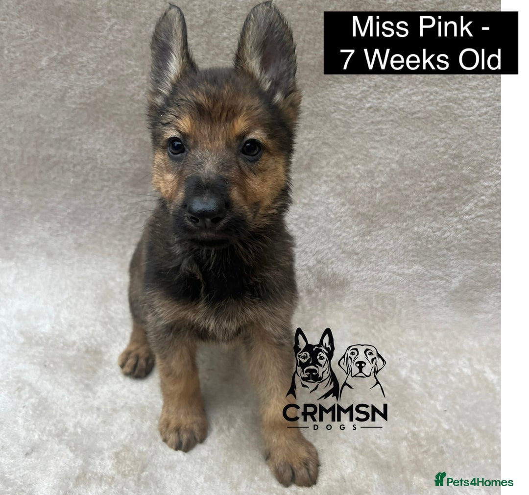 German Shepherd dogs for sale: Exceptional KC Reg Czech Line German Shepherd Pups in Nottingham - Image 10