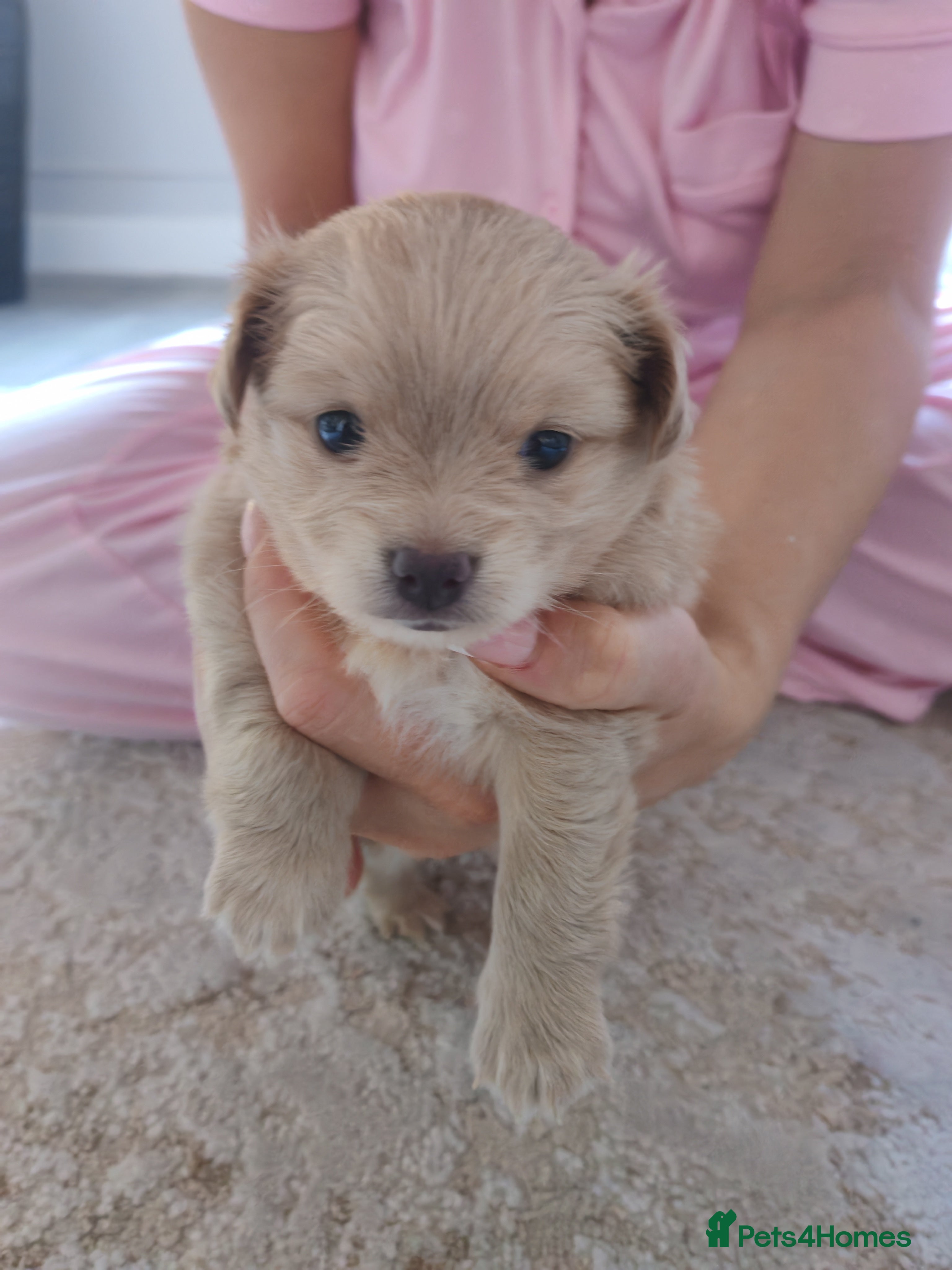 Pomchi dogs Beautiful Pomchi little girl only one in litter.   - Advert 1